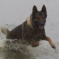 Duitse Herder