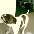 Old English Bulldog