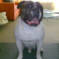 Old English Bulldog