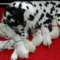 Dalmatische hond