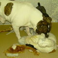 Old English Bulldog