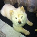 Chow chow
