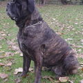 Cane Corso Italiano