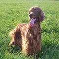 Ierse Setter