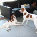 Ierse Setter