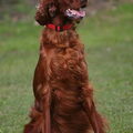 Ierse Setter