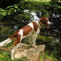 Ierse Setter