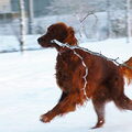 Ierse Setter