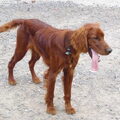 Ierse Setter