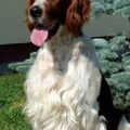 Ierse Setter