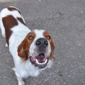 Ierse Setter
