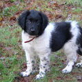Stabyhoun
