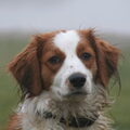 Kooikerhondje