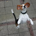 Beagle