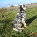 Engelse Setter