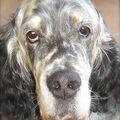 Engelse Setter