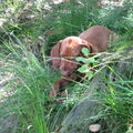 Vizsla (Hongaarse staande hond)