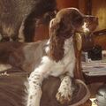 Engelse Springer Spaniel