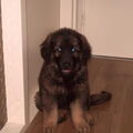 Leonberger