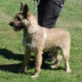 Bouvier des Ardennes