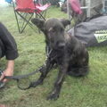 Bouvier des Ardennes