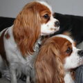 Cavalier King Charles Spaniel