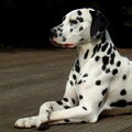 Dalmatische hond