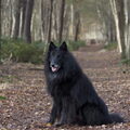 Groenendaeler