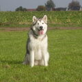 Alaskan Malamute