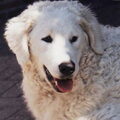 Kuvasz