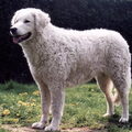 Kuvasz