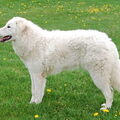 Kuvasz