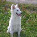 Zwitserse Witte Herder