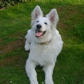 Zwitserse Witte Herder