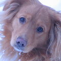 Nova Scotia Duck Tolling Retriever