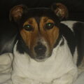 Jack Russell Terrier
