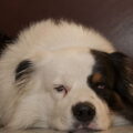 Australian Shepherd