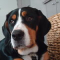 Grote Zwitserse Sennenhond
