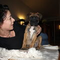 Bullmastiff