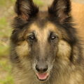 Tervuerense Herder