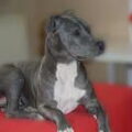 American Staffordshire Terrier