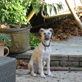 Whippet