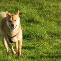 Shiba Inu