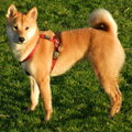 Shiba Inu
