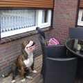 Old English Bulldog