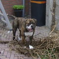 Old English Bulldog