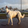 Zwitserse Witte Herder