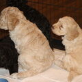 Barbet