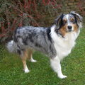 Australian Shepherd