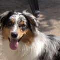 Australian Shepherd